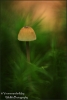 Kleine-paddo-in-mos-copyright-YvonnevanderMey