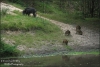Rotte-wilde-zwijnen-bij-water-copyright-YvonnevanderMey