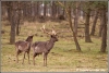 Damherten / fallow-deer (Copyright Yvonne van der Mey)