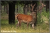 Edelhert met bastgewei / male reddeer (Copyright Yvonne van der Mey)