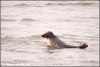 Grijze zeehond / Grey seal (Copyright Yvonne van der Mey)