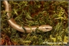 Hazelworm (Copyright Yvonne van der Mey)