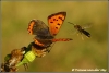 Kleine vuurvlinder met vlieg / Small copper with fly (Copyright Yvonne van der Mey)