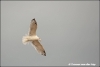 Meeuw / seagull (Copyright Yvonne van der Mey)