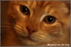 Pluisje welcome (Copyright Yvonne van der Mey)