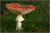 Vliegenzwam / Fly agaric (Copyright Yvonne van der Mey)