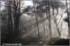 Zonnebanen in het bos / Sunrays in a forest (Copyright Yvonne van der Mey)