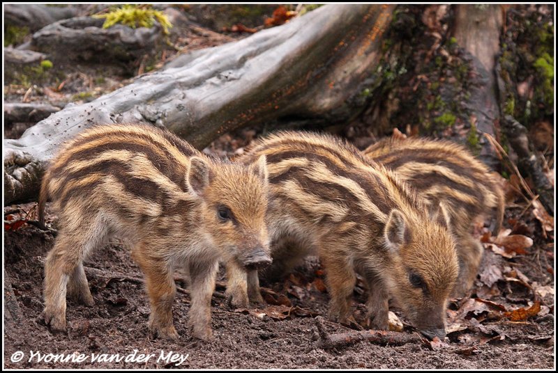 Wild zwijn biggetjes / Wild boar piglets (Copyright Yvonne van der Mey)