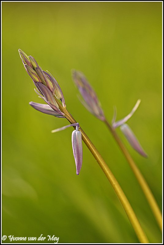 Wilde hyacinten (Copyright Yvonne van der Mey)