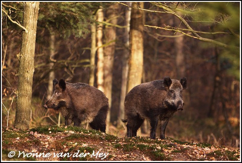 Wildzwijn twee zeugen / Wild pigs two sows (Copyright Yvonne van der Mey)
