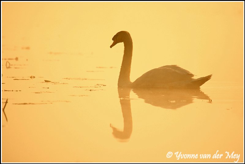 Zwaan in wieden weerribben / Swan (Copyright Yvonne van der Mey)