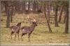 damherten-fallow-deer-copyright-yvonnevandermey