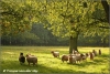 kudd-schapen-in-ochtendlicht-herd-of-sheep-in-morninglight-copyright-yvonnevandermey