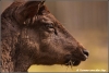 portret-damhert-portrai-fallow-deer_yvonnevandermey