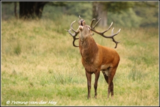 burlend-edelhert-roaring-red-deer-copyright-yvonnevandermey