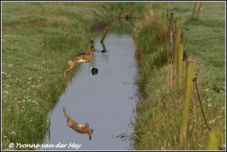 haas-springt-over-sloot-hare-jumps-over-water-copyright-yvonnevandermey