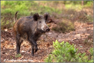 wild-zwijn-wild-pig-copyright-yvonnevandermey