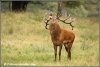 burlend-edelhert-roaring-red-deer-copyright-yvonnevandermey