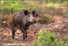 wild-zwijn-wild-pig-copyright-yvonnevandermey