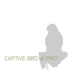 Captive birds of prey