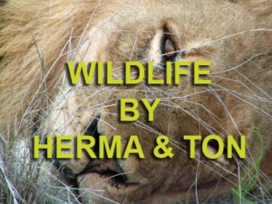 Wildlife Photos by Herma & Ton