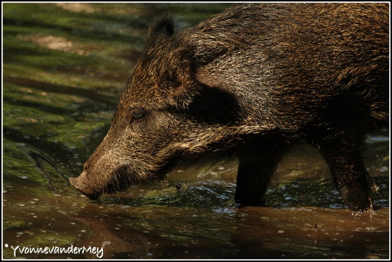 Wild-zwijn-in-het-water-copyright-YvonnevanderMey